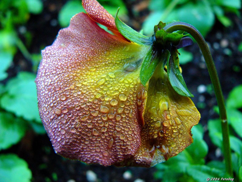 Raindrop close up