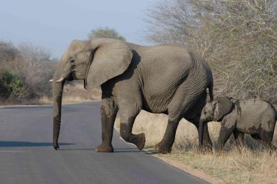 Right at the elephants crossing route. They are specially thoughtful for their little ones. So you should make sure not doing any noise to irritate them.