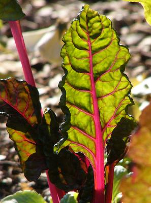 u48/fz10group/medium/37163260.leaf.jpg