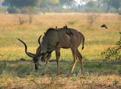 Oxpeckers' Delight