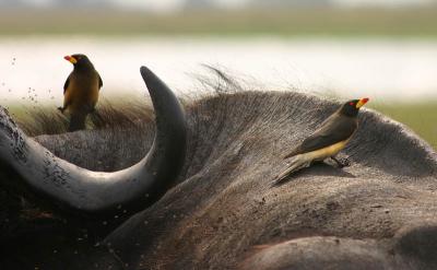 Oxpecker Heaven