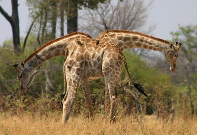 Siamese Giraffes