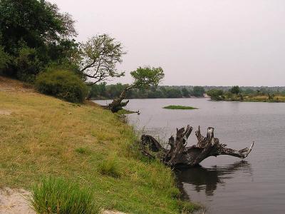 On the shores of the River Chobe
