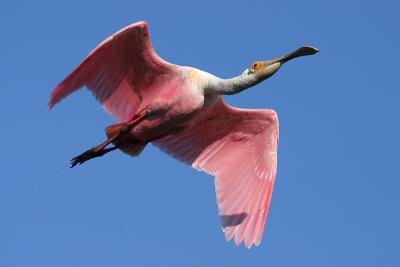 Roseate Spoonbill in Flight