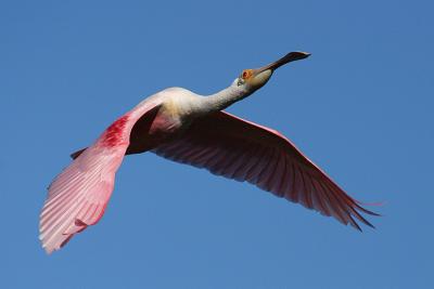 Roseate Spoonbill in Flight