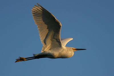 Snowy Egret