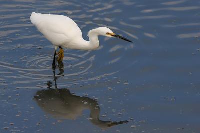 Snowy Egret