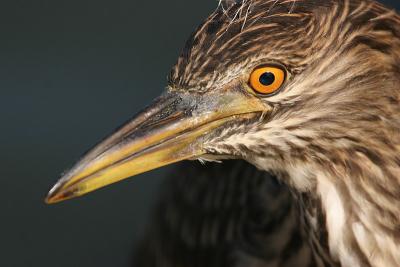 Young Black-Crowned Night Heron