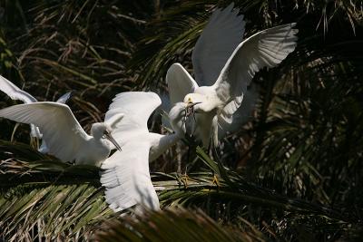 Snowy Egrets Feeding
