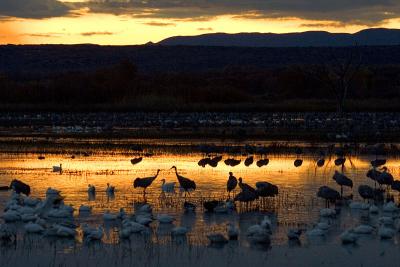 Cranes and Geese at Sunrise