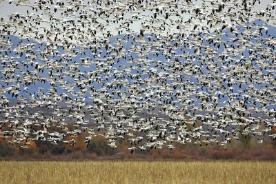 Blast-Off over Corn Field