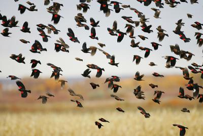 Red-WInged Blackbirds