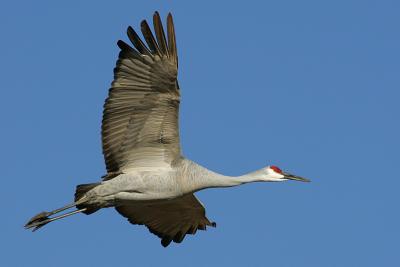 Sandhill Crane in Flight