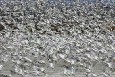 Snow Geese in Motion