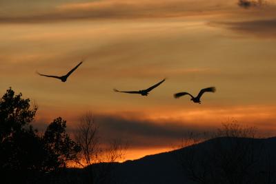 Sandhill Cranes at Sunset