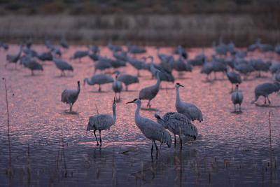 Sandhill Cranes at Dusk
