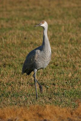 Sandhill Crane