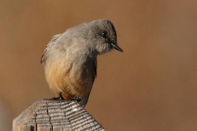 Say's Phoebe