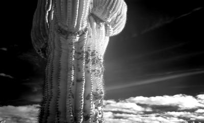 Saguaro Contrast