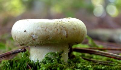 u48/gbk/medium/37133416.fatshroom750_Image003.jpg
