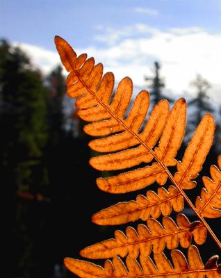 fern-500_Image003.jpg