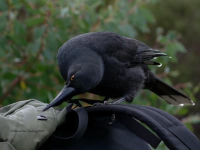 Who's a clever bird?