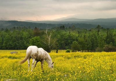 Grazing in the wildflowers