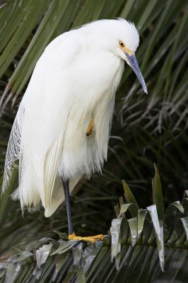 Snowy egret PA Baylands IT0L0217.jpg