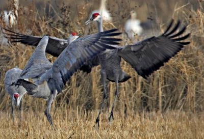 Sandhill cranes fighting Consumnes R_T0L7477.jpg