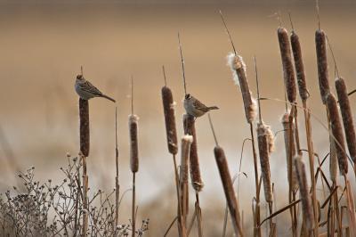 Sparrows on cattails_T0L7885 rsz.jpg