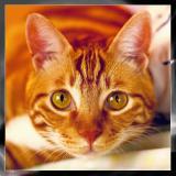 My Cat: Siufu