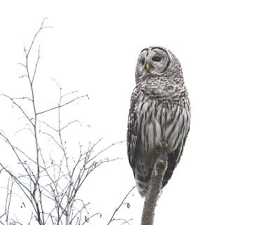 barred owl 8
