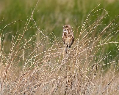 u48/gerald_r/medium/37226228.burrowingowl3uscopy.jpg