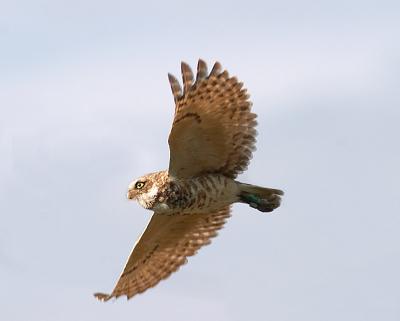 u48/gerald_r/medium/37226230.burrowingowlif3uscopy.jpg