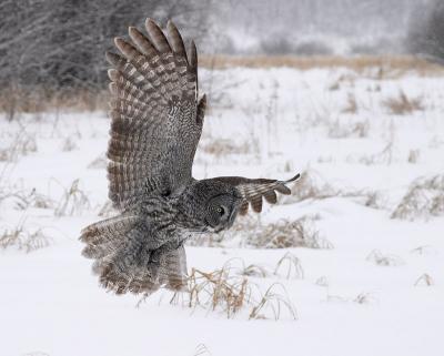 great gray owl in flight 6