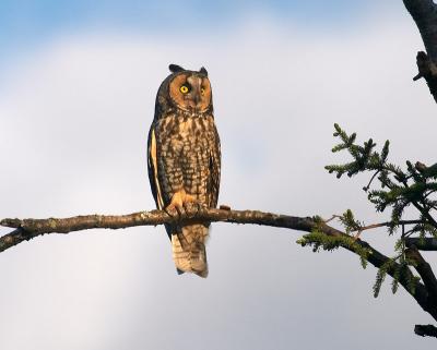 long-eared owl 6