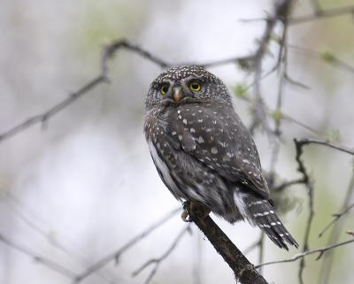 northern pygmy-owl 10