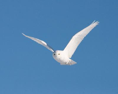 snowy owl in flight 8