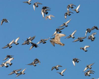 gyrfalcon with pigeons