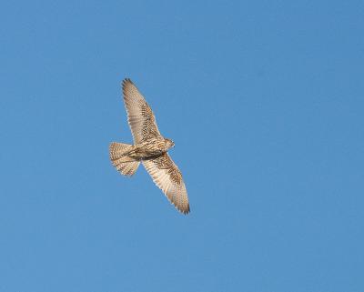 gyrfalcon