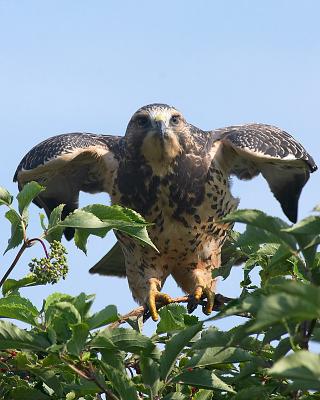 swainsons hawk juvenile