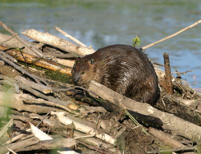 beaver 5