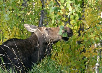moose - cow 2