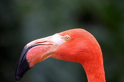 Flamingo1