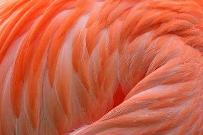 Flamingo3