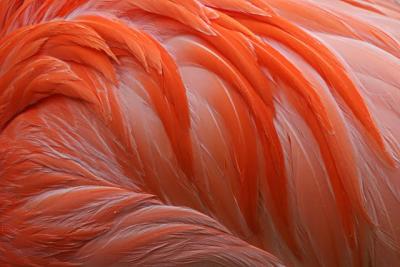 Flamingo4