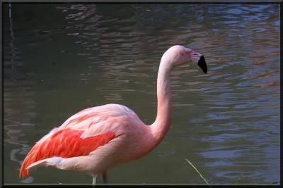 Flamand rose