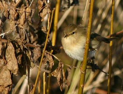 Pouillot vloce  (Phylloscopus collybita)