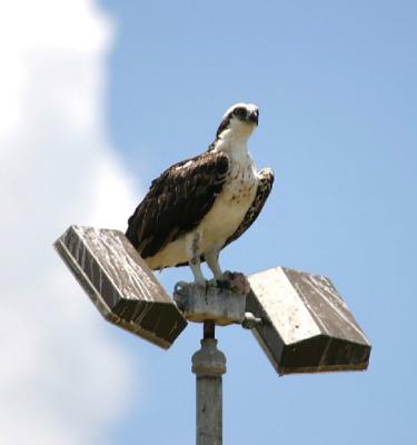 Everglades Trip, 6.27.04