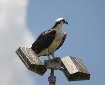 Osprey